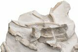 Fossil Oreodont (Merycoidodon) Skull with Associated Bones #232219-9